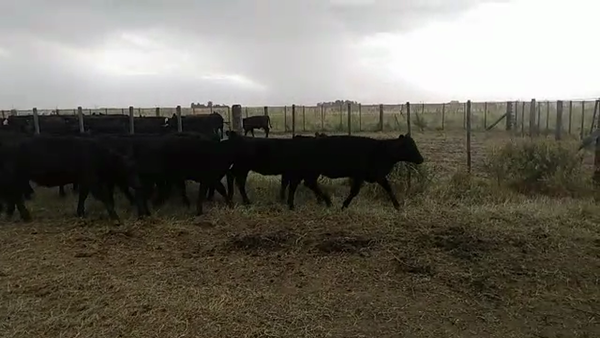 Lote 80 Terneras en Olavarría, Buenos Aires