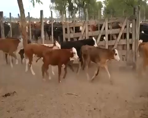 Lote 180 Terneros en Nueva Esperanza, Santiago del Estero