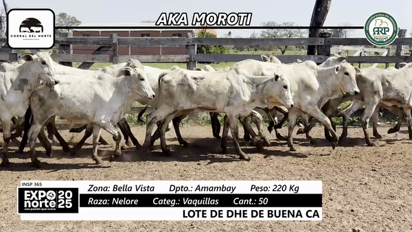 Lote Vaquillas