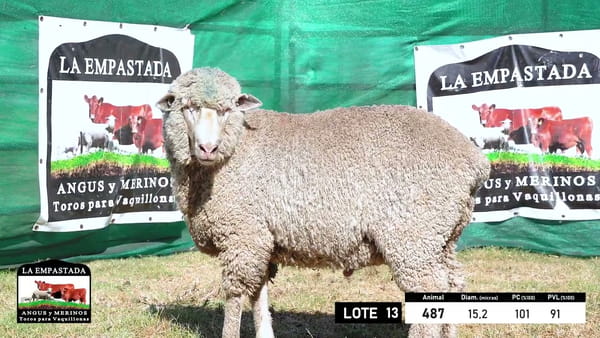 Lote 5 Carneros Merino Dohne, Durazno