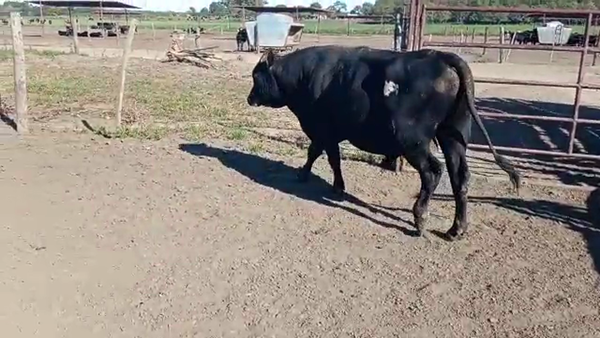 Lote Toros - Establecimiento San Pedro