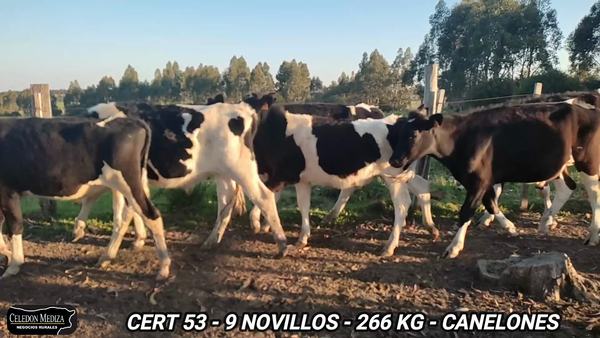 Lote 9 Novillos 1 a 2 años en Canelones