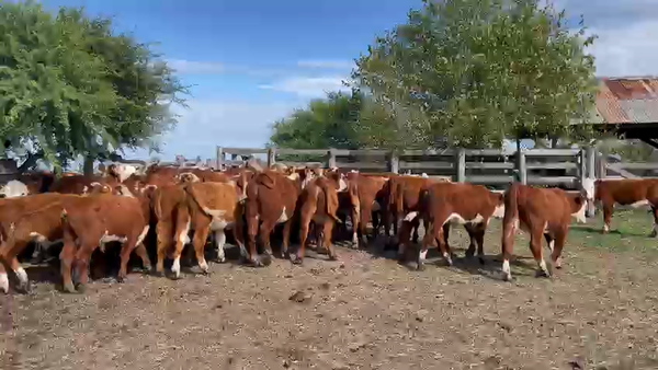 Lote 85 Terneros en Concordia, Entre Ríos