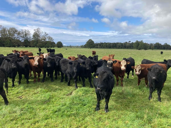 Lote 53 Novillo Engorda en Puerto Varas, X Región Los Lagos