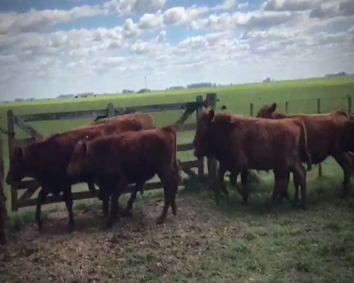 Lote 60 Terneros en Casalins, Buenos Aires