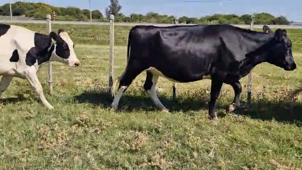 Lote 4 Vaquillonas  450kg - , San José