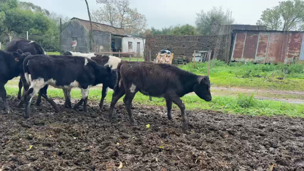 Lote TERNERAS