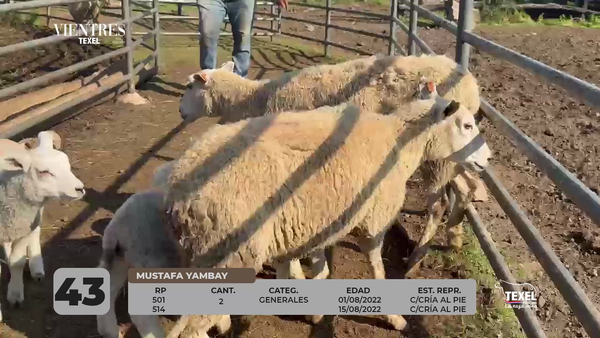 Lote LOTE 43