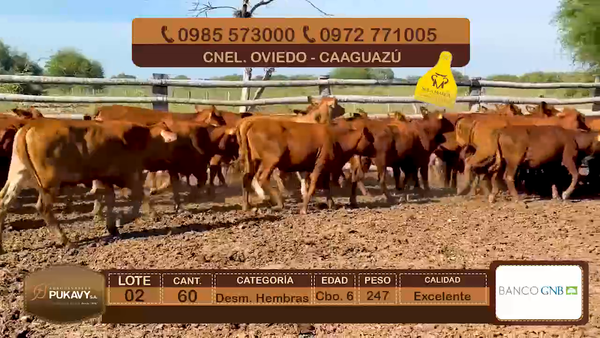 Lote Desm. Hembras Cbo 6