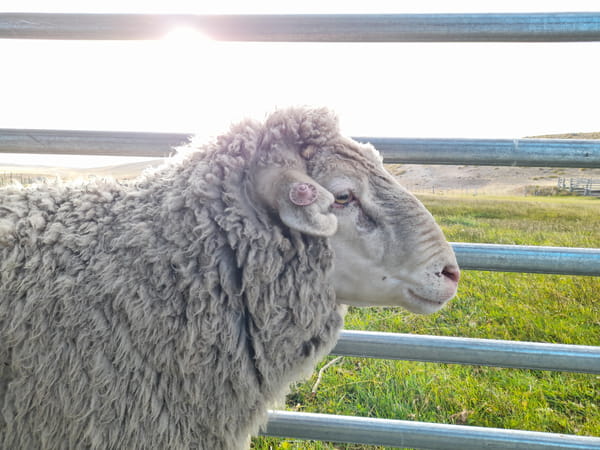 Lote Carnero TOP, 20-1250