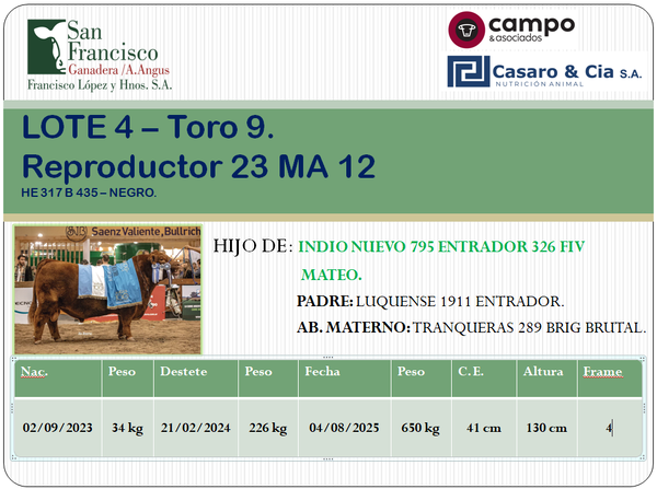 Lote TOROS ANGUS PC. San Francisco
