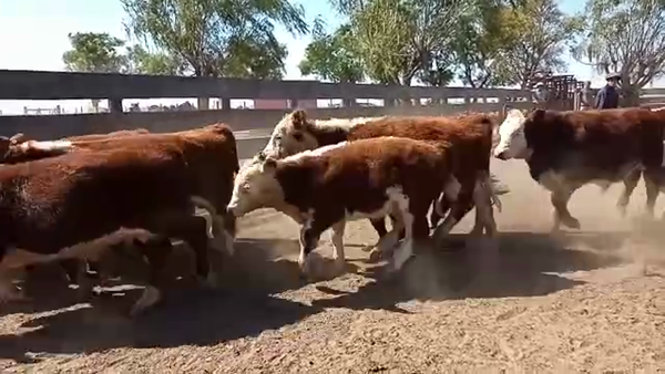 Lote 108 TERNS. MACHOS, LA CESIRA, PCIA. DE CORDOBA