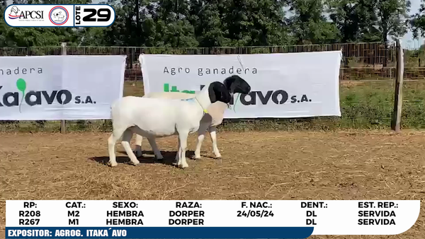 Lote LOTE 29