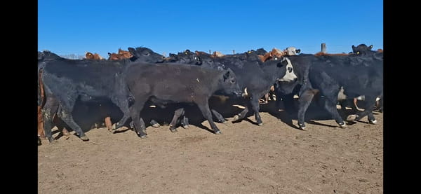 Lote 65 Terneros en Río Cuarto, Córdoba