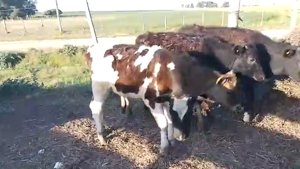 Lote 5 Terneros KIWI 110kg - , San José