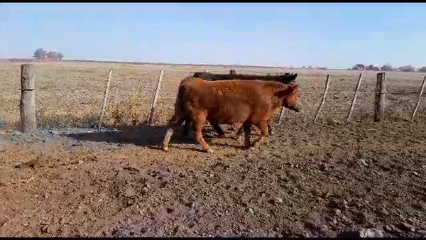 Lote 17 Vaquillonas Aberdeen Angus P/ entorar en Gdor. Crespo, Santa Fe