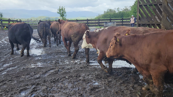 Lote 30 Novillo Engorda en Panguipulli, XIV Región Los Ríos