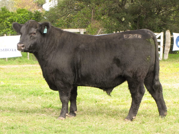 Lote CABAÑA COEMBOTÁ: RP 218