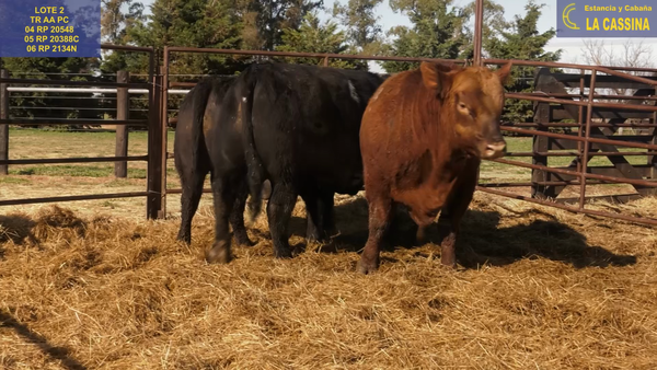 Lote TOROS ANGUS PURO CONTROLADO