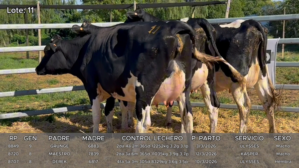 Lote Vacas