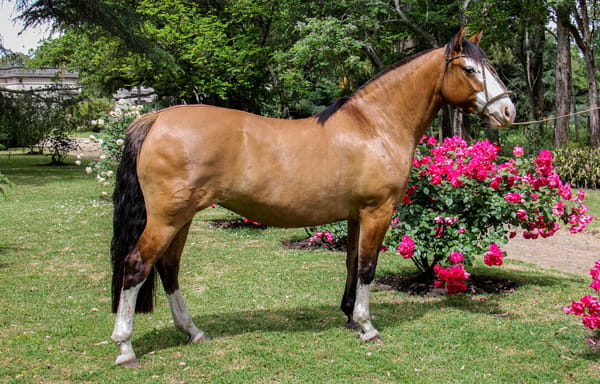 Lote QUELEN TROMPETA