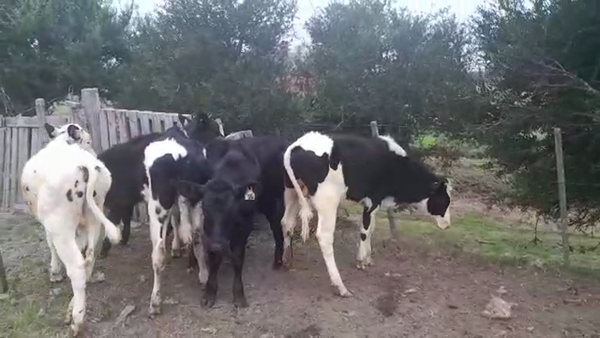 Lote 6 Terneros HOLANDO 150kg - , San José