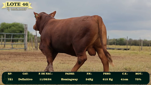 Lote LOTE 46