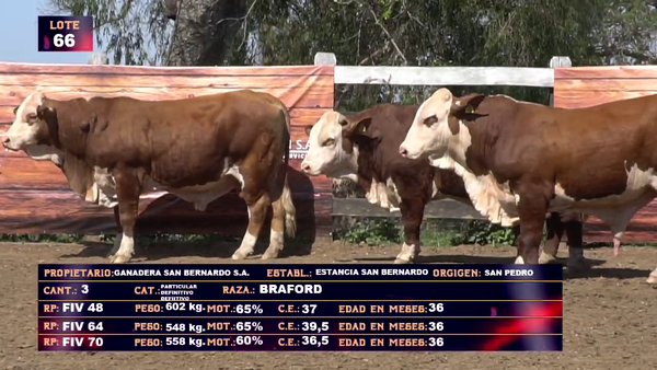 Lote GANADERA SAN BERNARDO LOTE 66