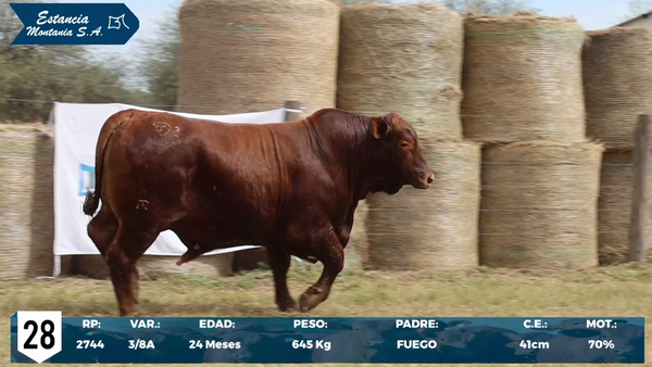 Lote LOTE 28
