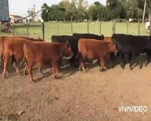 Lote 65 Terneros en San Vicente, Buenos Aires