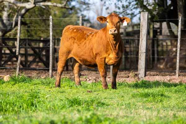 Lote Jacaranda - 1 Hembras