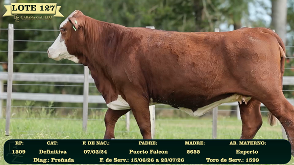 Lote LOTE 127