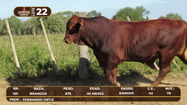 Lote Lote 22
