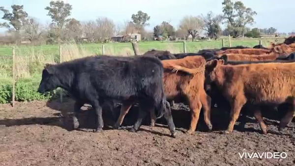 Lote 30 Terneros