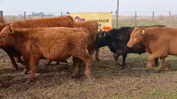 Lote 91 Novillitos en Buenos Aires, Los Toldos