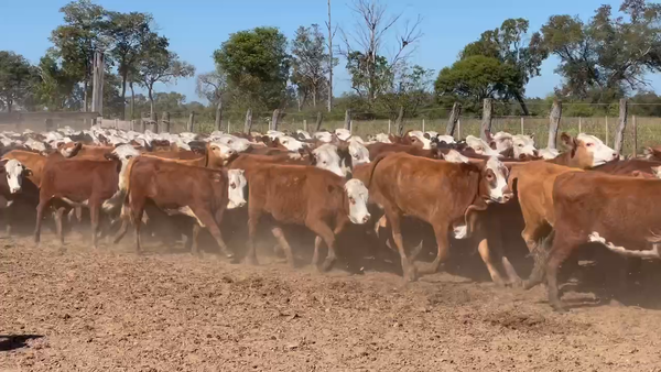 Lote 200 Vaquillonas en Ibarreta, Formosa