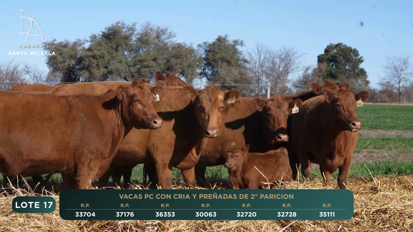 Lote VACAS PC PARIDAS y PREÑADAS