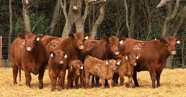 Lote VACAS ANGUS PARIDAS