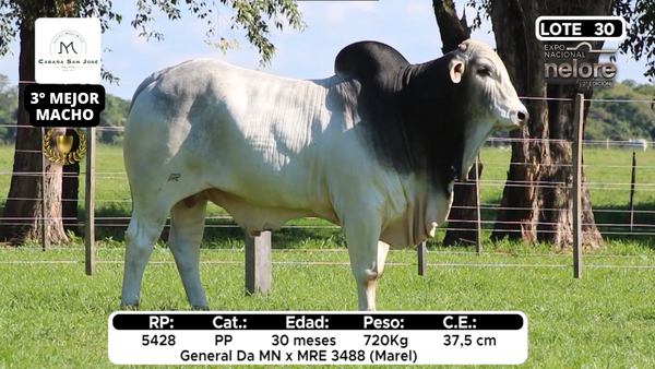 Lote Nacional Nelore Campo - Lote 30