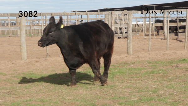 Lote VACAS PURAS DE PEDIGREE
