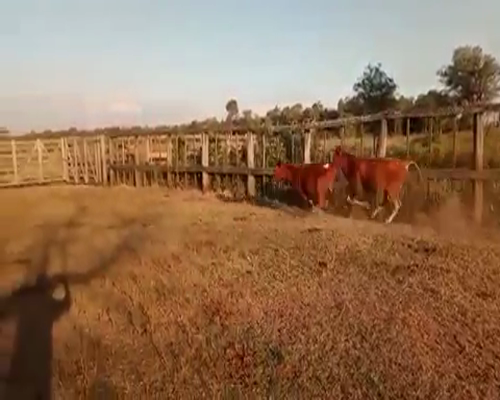 Lote 71 Terneros/as en Palo Santo, Formosa