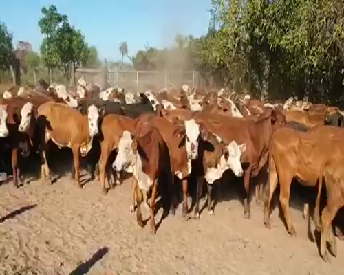 Lote 110 Terneras en Concepción, Corrientes