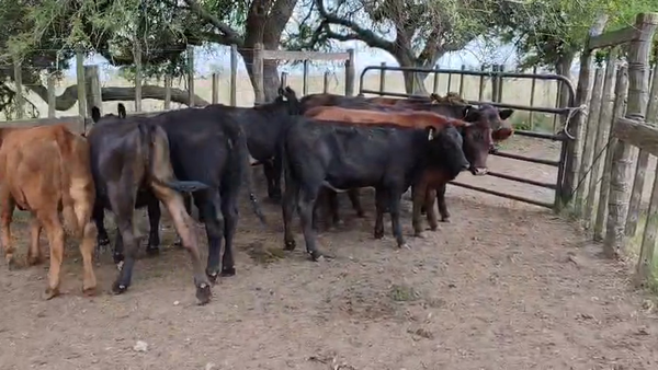 Lote 10 Terneras, San José