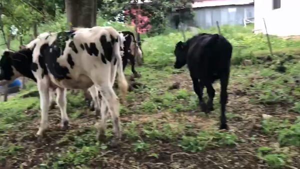 Lote (Vendido)4 Novillos en Colonia America