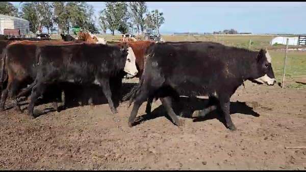 Lote 74 Vaquillonas en Tandil, Buenos Aires