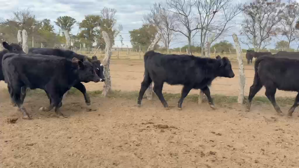 Lote 56 Terneros