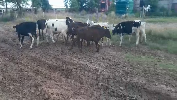 Lote 15 Terneros Holando Argentino y Jersey en Sunchales, Santa Fe