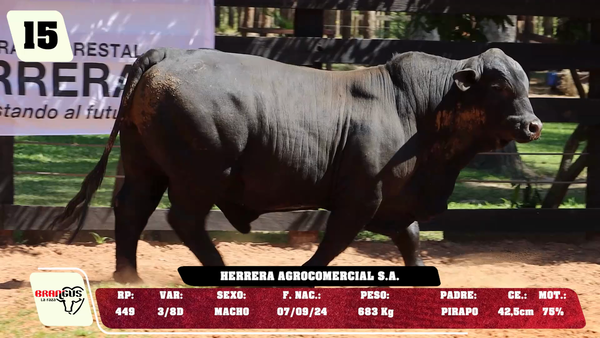 Lote LOTE 15 - DE CAMPO