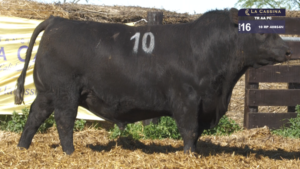10 40854N — TOROS ANGUS PURO CONTROLADO