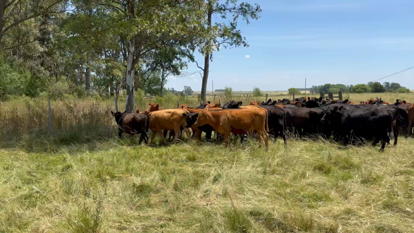Lote 73 Vaquillonas 1 a 2 años en Colonia Las Flores, Salto